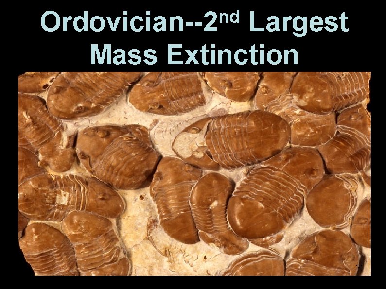 nd Ordovician--2 Largest Mass Extinction 21 