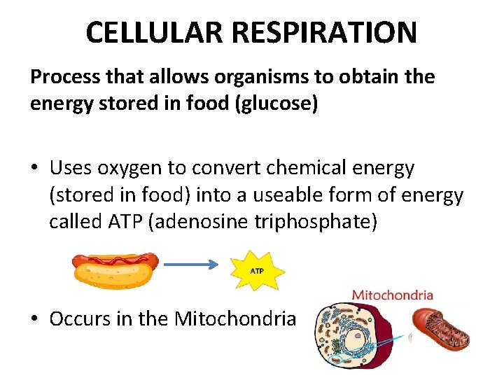 CELLULAR RESPIRATION Process that allows organisms to obtain the energy stored in food (glucose)