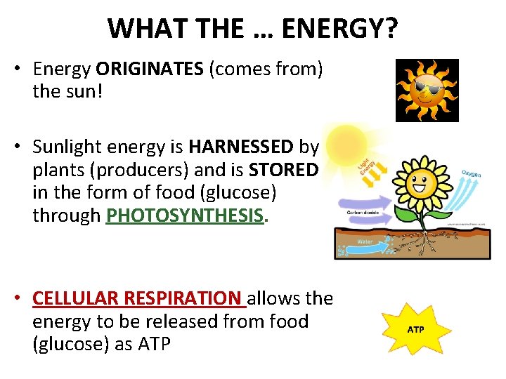 WHAT THE … ENERGY? • Energy ORIGINATES (comes from) the sun! • Sunlight energy