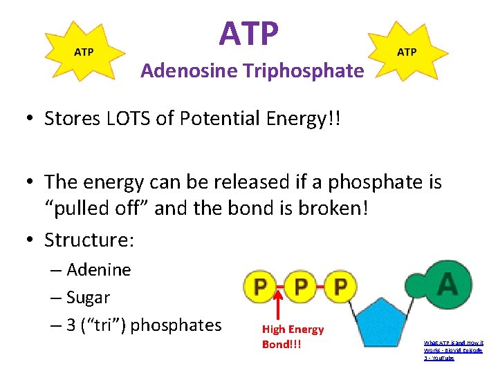 ATP Adenosine Triphosphate • Stores LOTS of Potential Energy!! • The energy can be