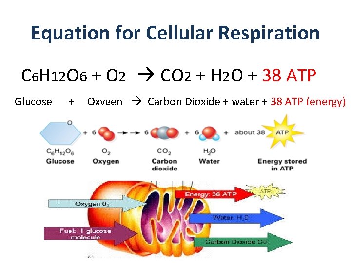 Equation for Cellular Respiration C 6 H 12 O 6 + O 2 CO