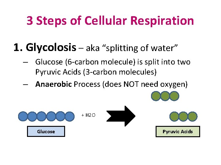 3 Steps of Cellular Respiration 1. Glycolosis – aka “splitting of water” – Glucose