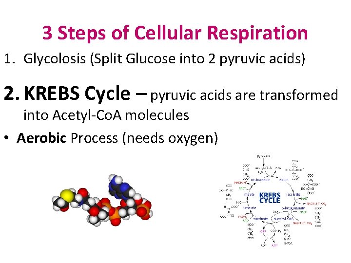 3 Steps of Cellular Respiration 1. Glycolosis (Split Glucose into 2 pyruvic acids) 2.