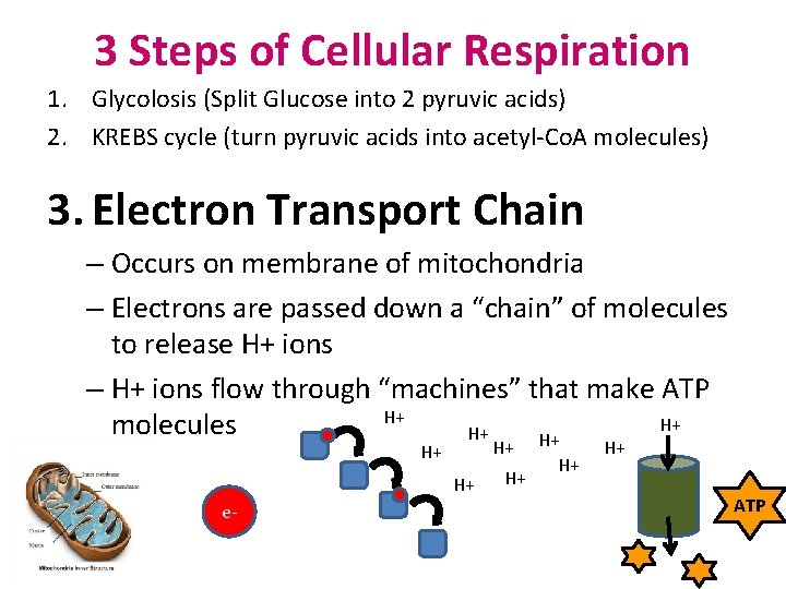 3 Steps of Cellular Respiration 1. Glycolosis (Split Glucose into 2 pyruvic acids) 2.