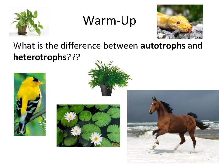 Warm-Up What is the difference between autotrophs and heterotrophs? ? ? 