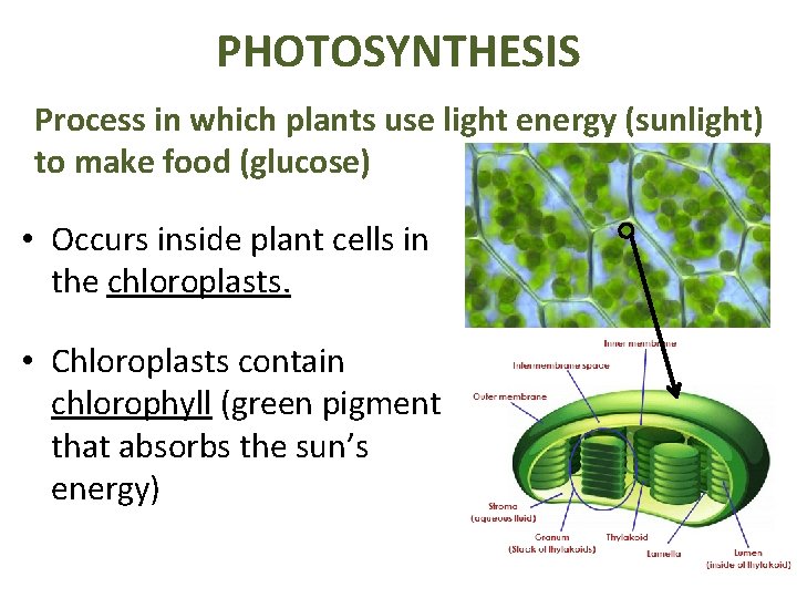 PHOTOSYNTHESIS Process in which plants use light energy (sunlight) to make food (glucose) •