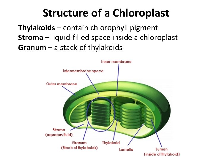 Structure of a Chloroplast Thylakoids – contain chlorophyll pigment Stroma – liquid-filled space inside