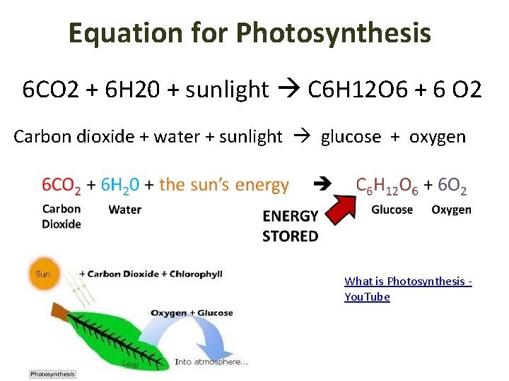 Equation for Photosynthesis 6 CO 2 + 6 H 20 + sunlight C 6