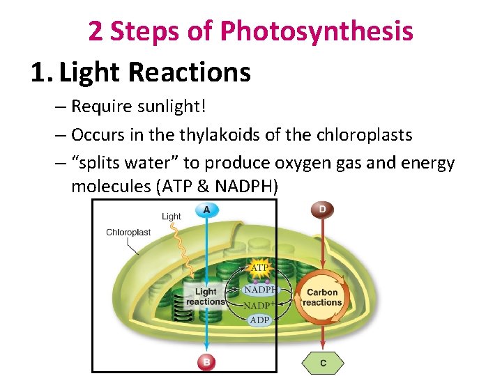 2 Steps of Photosynthesis 1. Light Reactions – Require sunlight! – Occurs in the