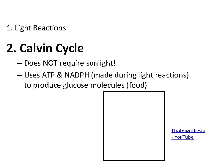 1. Light Reactions 2. Calvin Cycle – Does NOT require sunlight! – Uses ATP