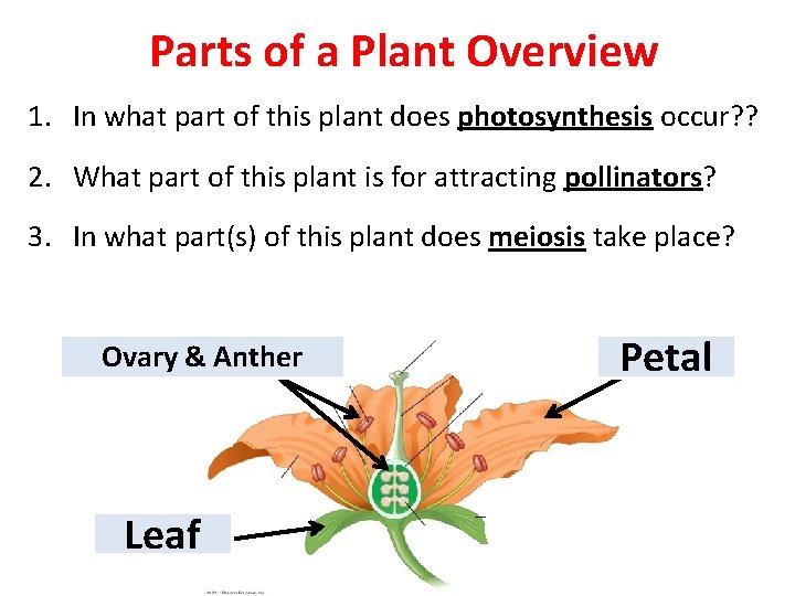 Parts of a Plant Overview 1. In what part of this plant does photosynthesis