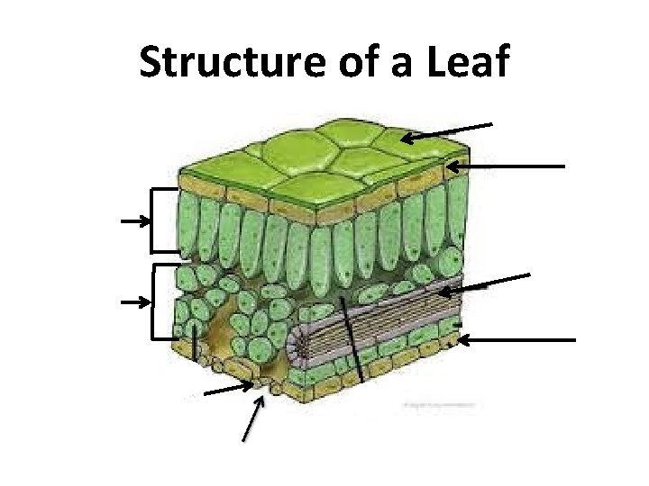 Structure of a Leaf 