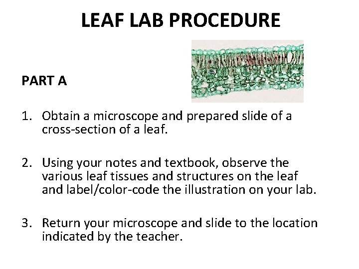 LEAF LAB PROCEDURE PART A 1. Obtain a microscope and prepared slide of a