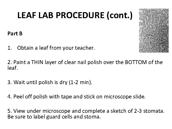 LEAF LAB PROCEDURE (cont. ) Part B 1. Obtain a leaf from your teacher.