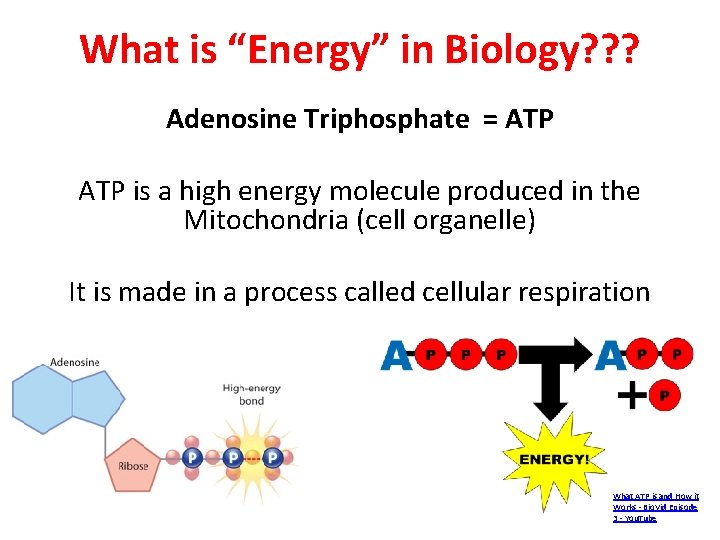 What is “Energy” in Biology? ? ? Adenosine Triphosphate = ATP is a high