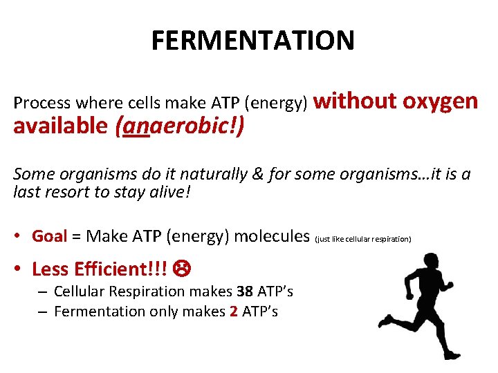 FERMENTATION Process where cells make ATP (energy) without available (anaerobic!) oxygen Some organisms do