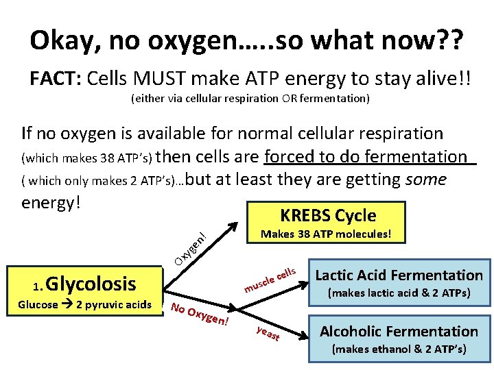 Okay, no oxygen…. . so what now? ? FACT: Cells MUST make ATP energy