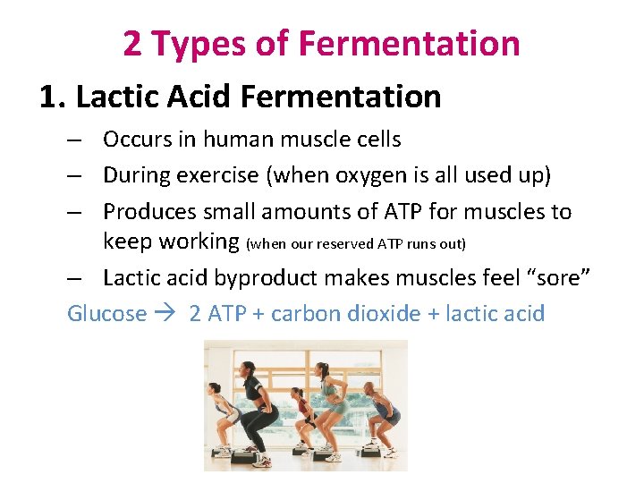 2 Types of Fermentation 1. Lactic Acid Fermentation – Occurs in human muscle cells