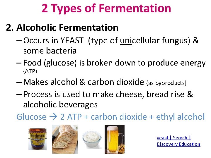 2. Alcoholic Fermentation – Occurs in YEAST (type of unicellular fungus) & some bacteria