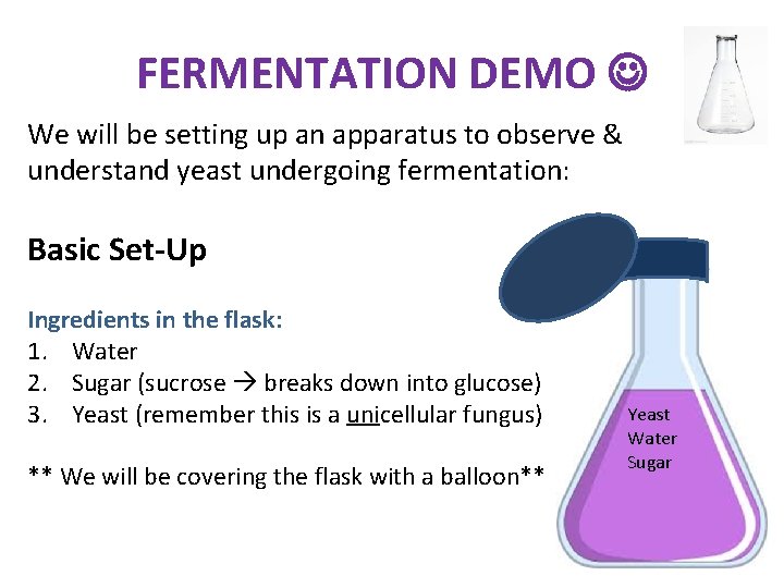 FERMENTATION DEMO We will be setting up an apparatus to observe & understand yeast