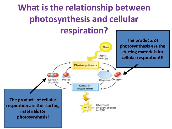 What is the relationship between photosynthesis and cellular respiration? The products of photosynthesis are