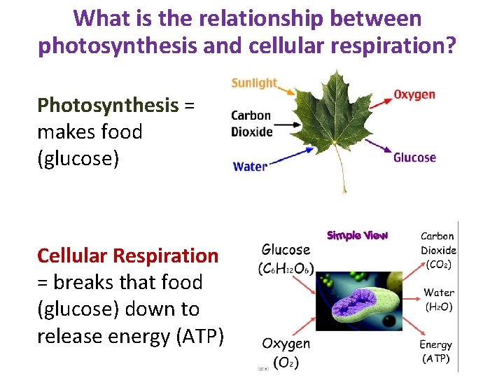 What is the relationship between photosynthesis and cellular respiration? Photosynthesis = makes food (glucose)