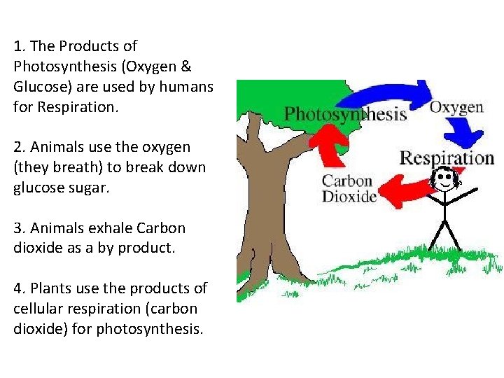 1. The Products of Photosynthesis (Oxygen & Glucose) are used by humans for Respiration.