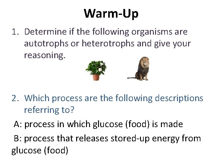 Warm-Up 1. Determine if the following organisms are autotrophs or heterotrophs and give your