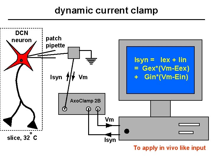 dynamic current clamp DCN neuron patch pipette Isyn = Iex + Iin = Gex*(Vm-Eex)