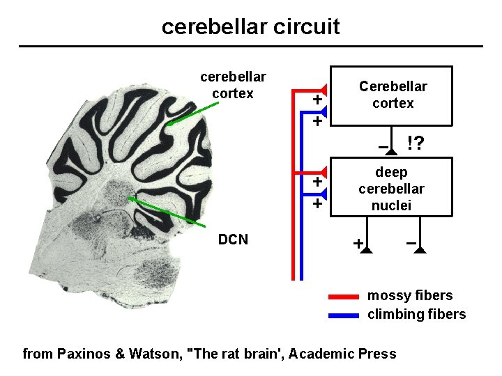 cerebellar circuit cerebellar cortex Cerebellar cortex !? deep cerebellar nuclei DCN mossy fibers climbing