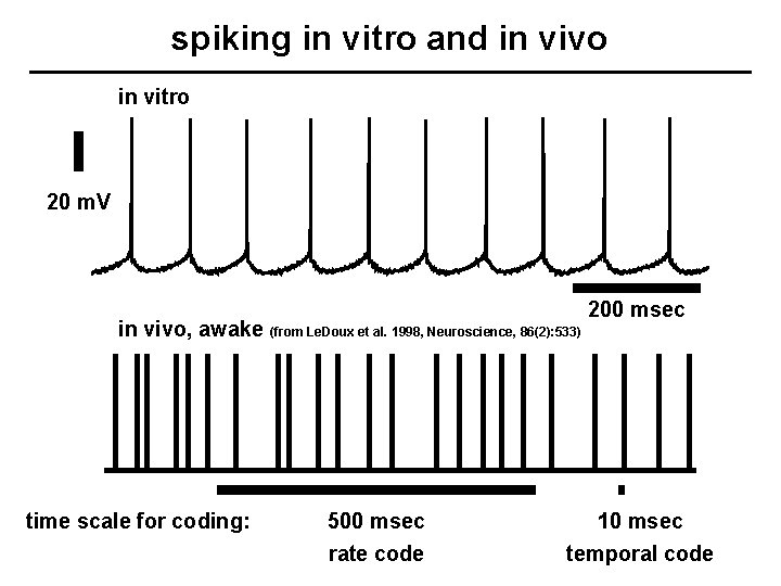 spiking in vitro and in vivo in vitro 20 m. V in vivo, awake