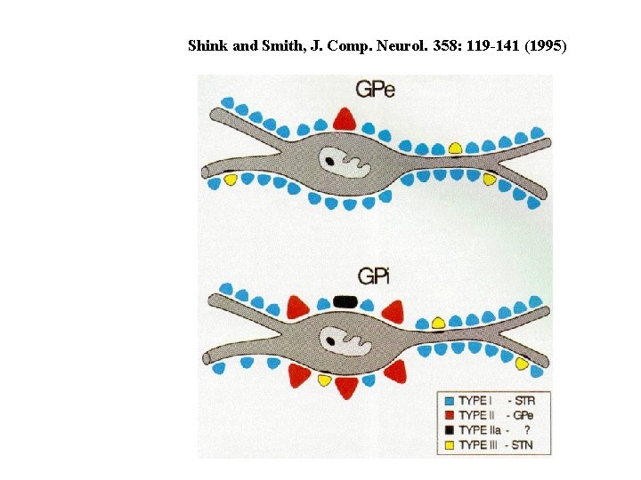 Shink and Smith, J. Comp. Neurol. 358: 119 -141 (1995) 