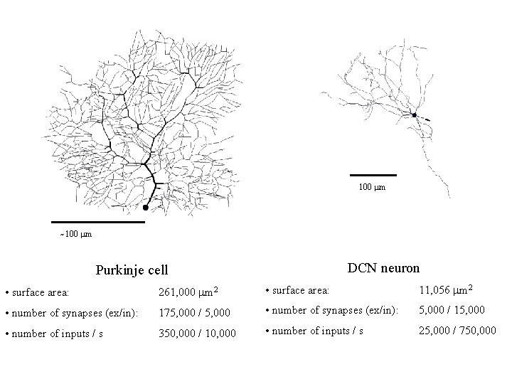 100 mm ~100 mm DCN neuron Purkinje cell • surface area: 261, 000 mm