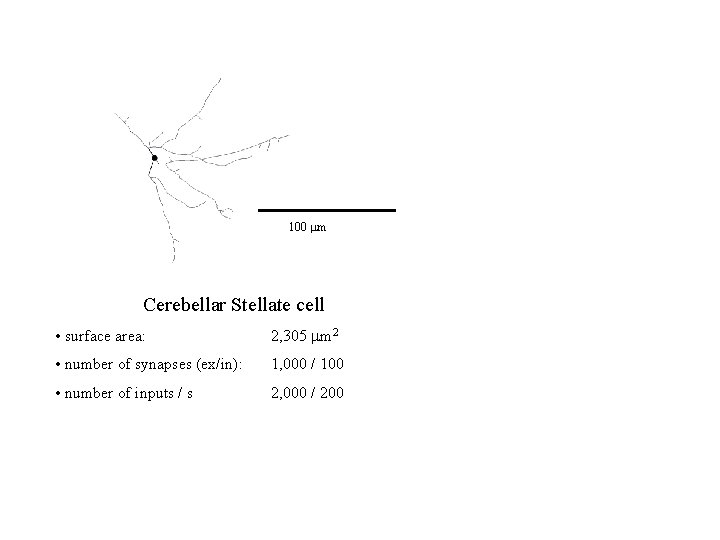 100 mm Cerebellar Stellate cell • surface area: 2, 305 mm 2 • number