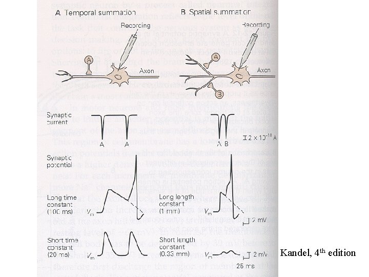 Kandel, 4 th edition 