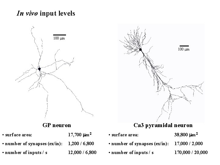 In vivo input levels 100 mm GP neuron Ca 3 pyramidal neuron • surface