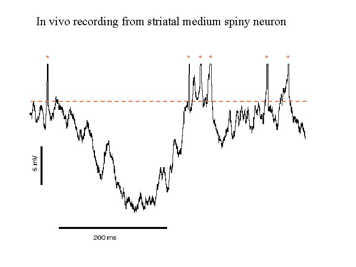 In vivo recording from striatal medium spiny neuron 