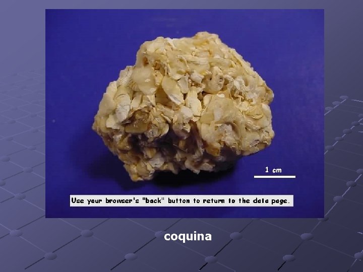 coquina 