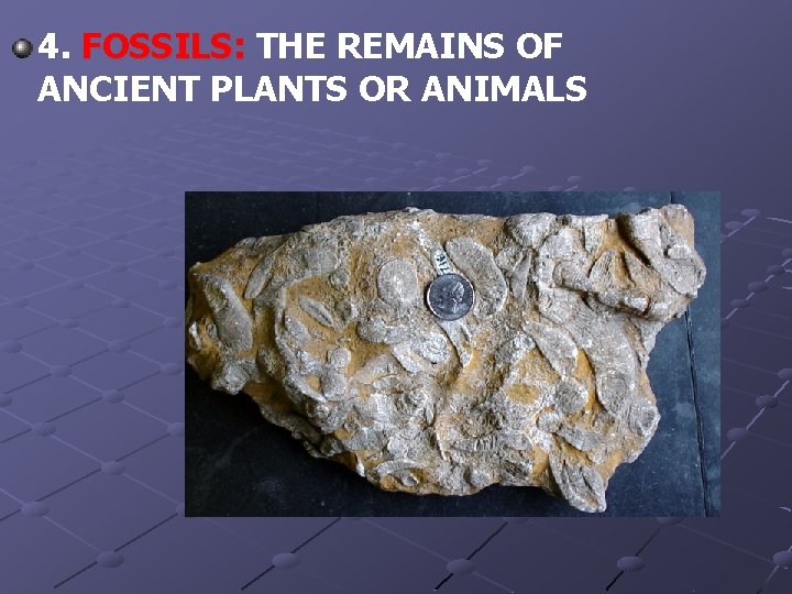 4. FOSSILS: THE REMAINS OF ANCIENT PLANTS OR ANIMALS 