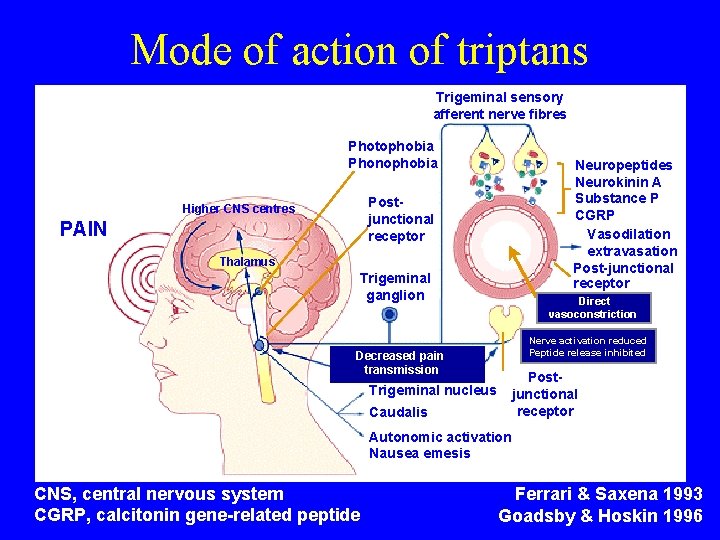 Mode of action of triptans Trigeminal sensory afferent nerve fibres Photophobia Phonophobia Neuropeptides Neurokinin