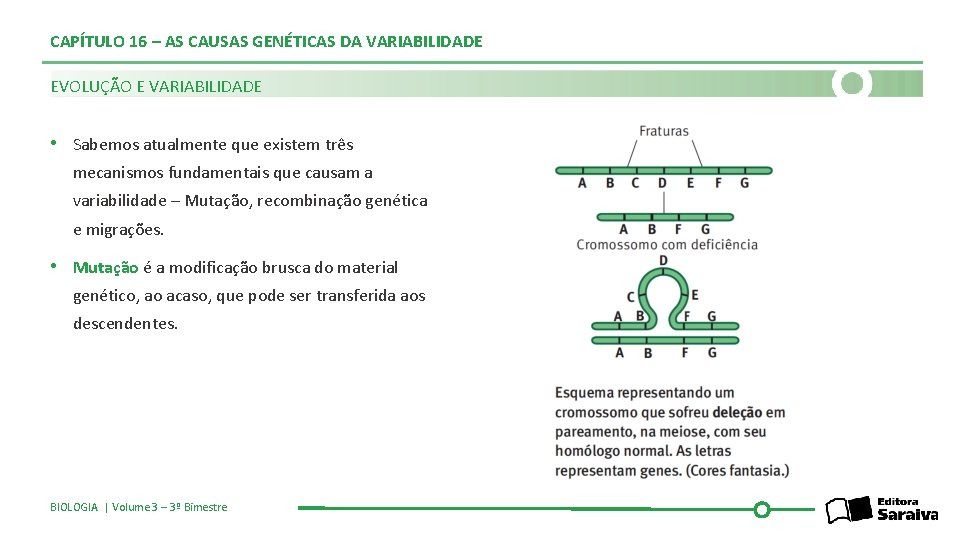CAPÍTULO 16 – AS CAUSAS GENÉTICAS DA VARIABILIDADE EVOLUÇÃO E VARIABILIDADE • Sabemos atualmente