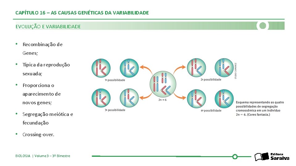 CAPÍTULO 16 – AS CAUSAS GENÉTICAS DA VARIABILIDADE EVOLUÇÃO E VARIABILIDADE • Recombinação de