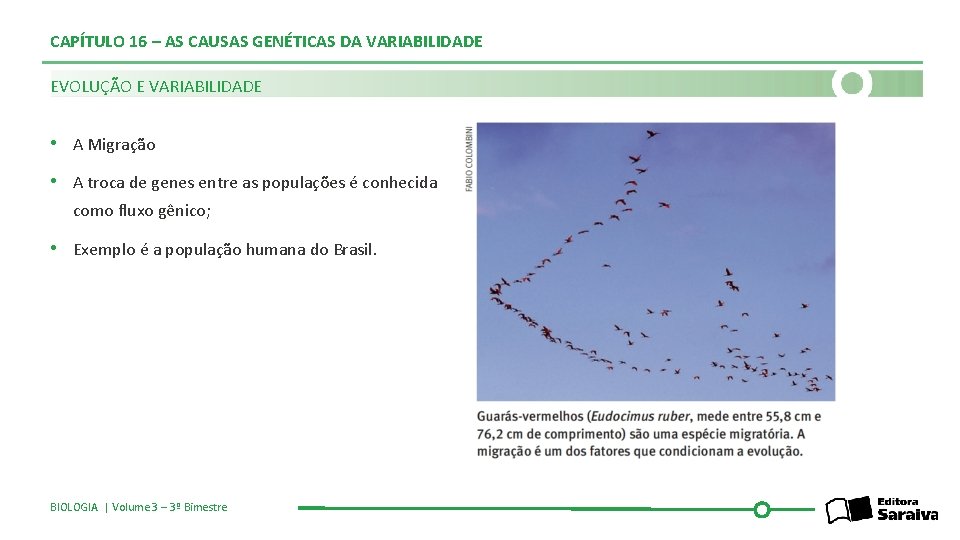 CAPÍTULO 16 – AS CAUSAS GENÉTICAS DA VARIABILIDADE EVOLUÇÃO E VARIABILIDADE • A Migração