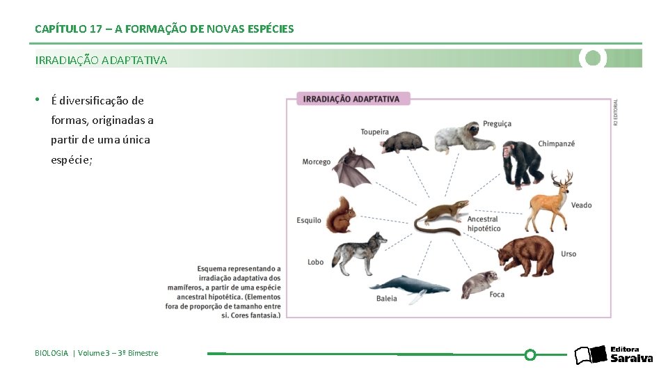 CAPÍTULO 17 – A FORMAÇÃO DE NOVAS ESPÉCIES IRRADIAÇÃO ADAPTATIVA • É diversificação de