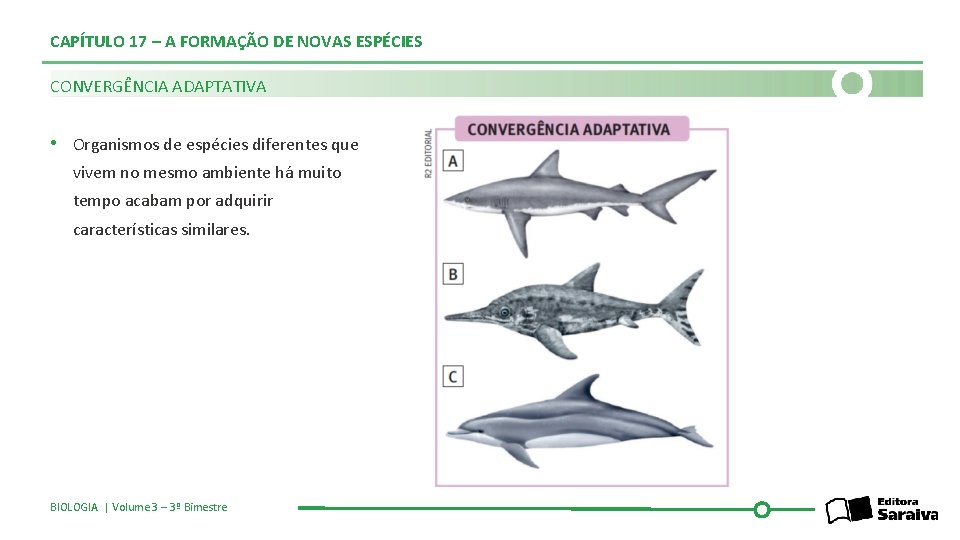 CAPÍTULO 17 – A FORMAÇÃO DE NOVAS ESPÉCIES CONVERGÊNCIA ADAPTATIVA • Organismos de espécies