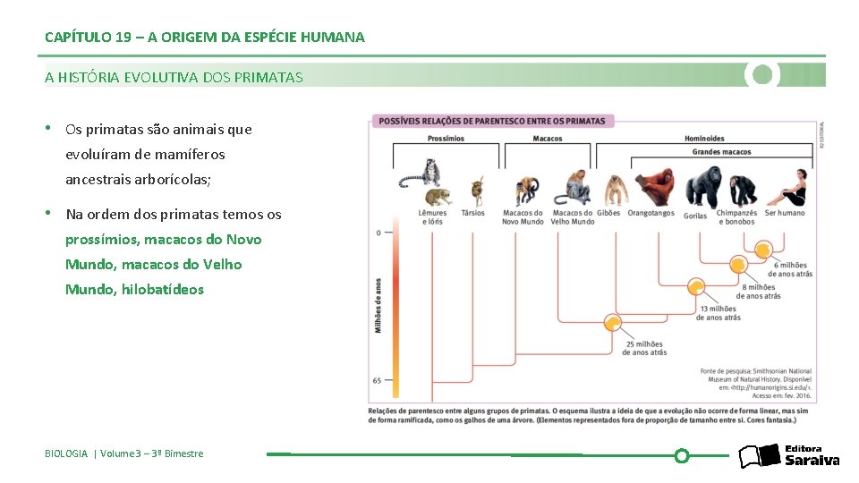 CAPÍTULO 19 – A ORIGEM DA ESPÉCIE HUMANA A HISTÓRIA EVOLUTIVA DOS PRIMATAS •