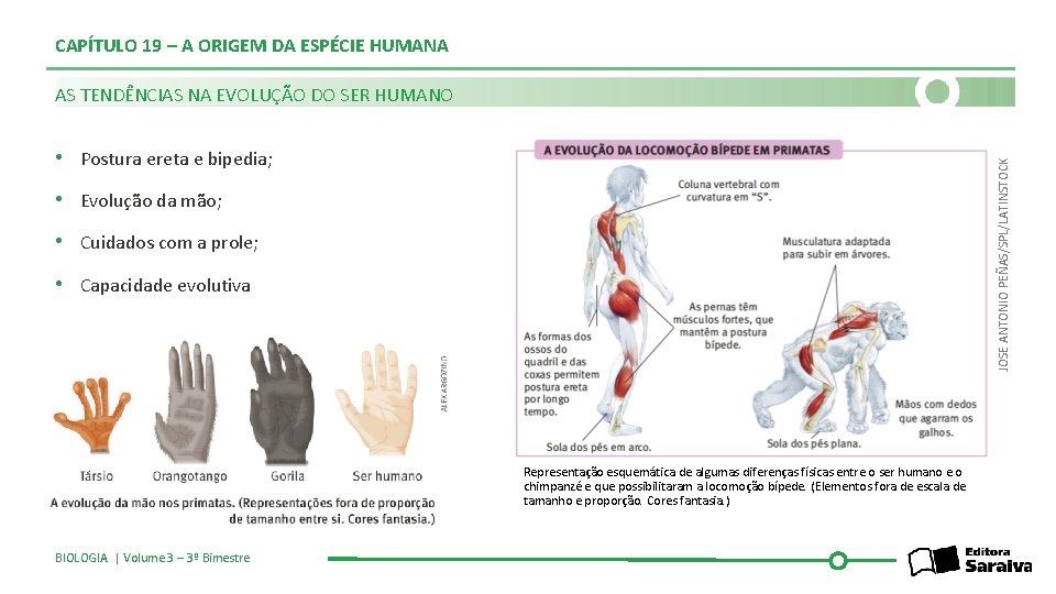 CAPÍTULO 19 – A ORIGEM DA ESPÉCIE HUMANA AS TENDÊNCIAS NA EVOLUÇÃO DO SER