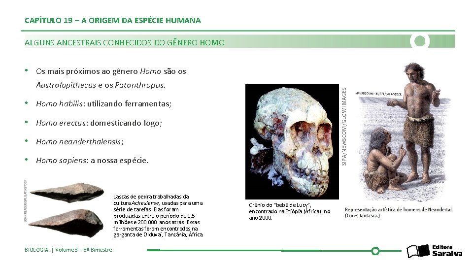 CAPÍTULO 19 – A ORIGEM DA ESPÉCIE HUMANA ALGUNS ANCESTRAIS CONHECIDOS DO GÊNERO HOMO