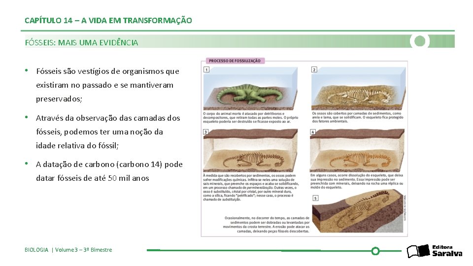 CAPÍTULO 14 – A VIDA EM TRANSFORMAÇÃO FÓSSEIS: MAIS UMA EVIDÊNCIA • Fósseis são