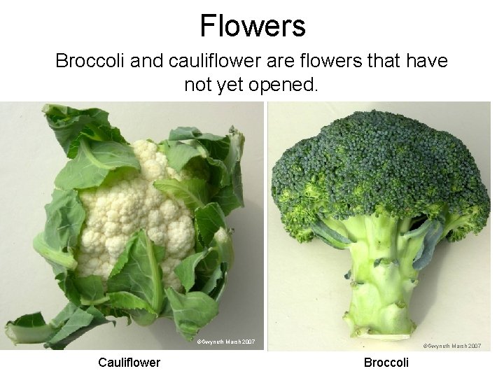 Flowers Broccoli and cauliflower are flowers that have not yet opened. ©Gwyneth Marsh 2007